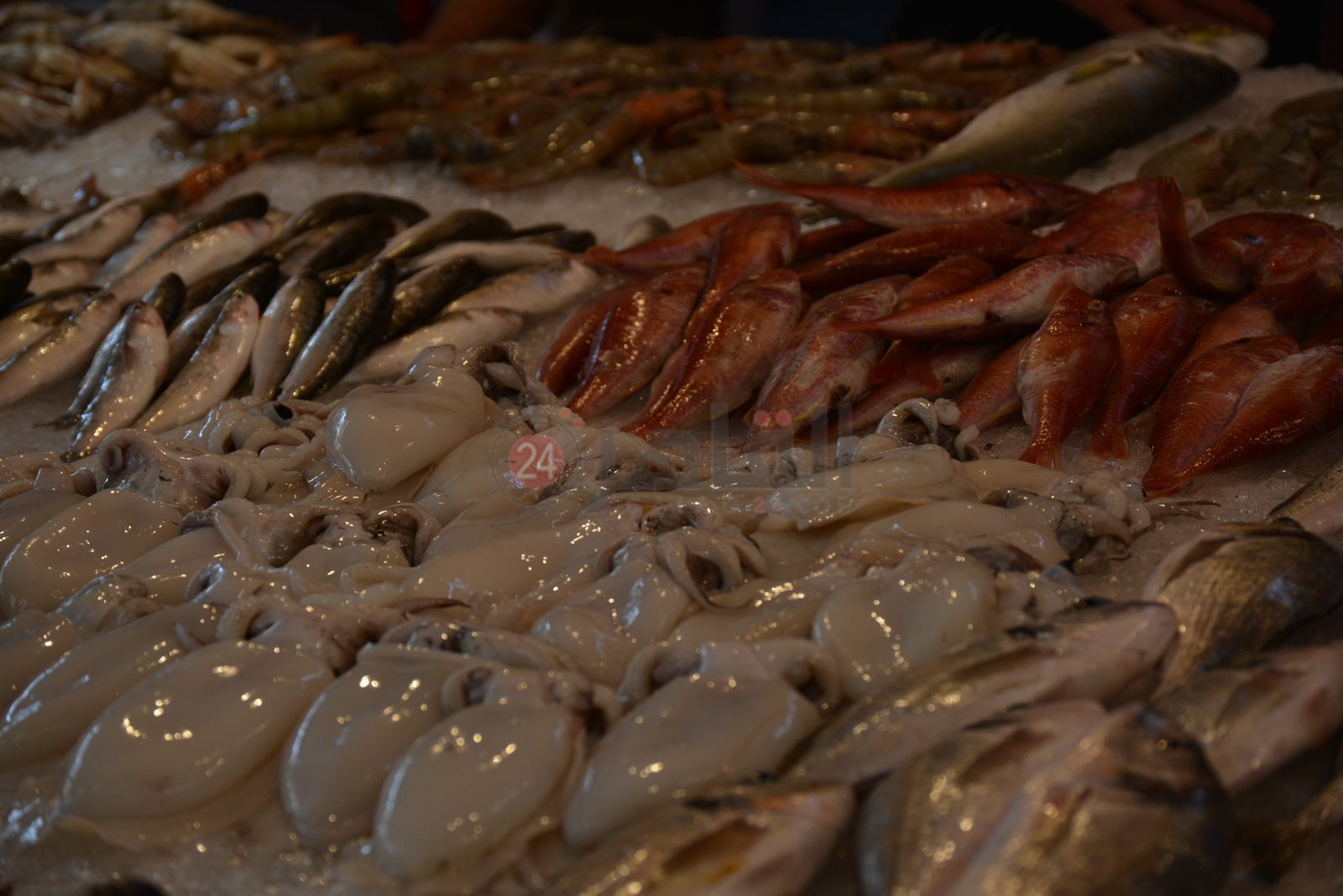 أنواع وأسعار الأسماك 