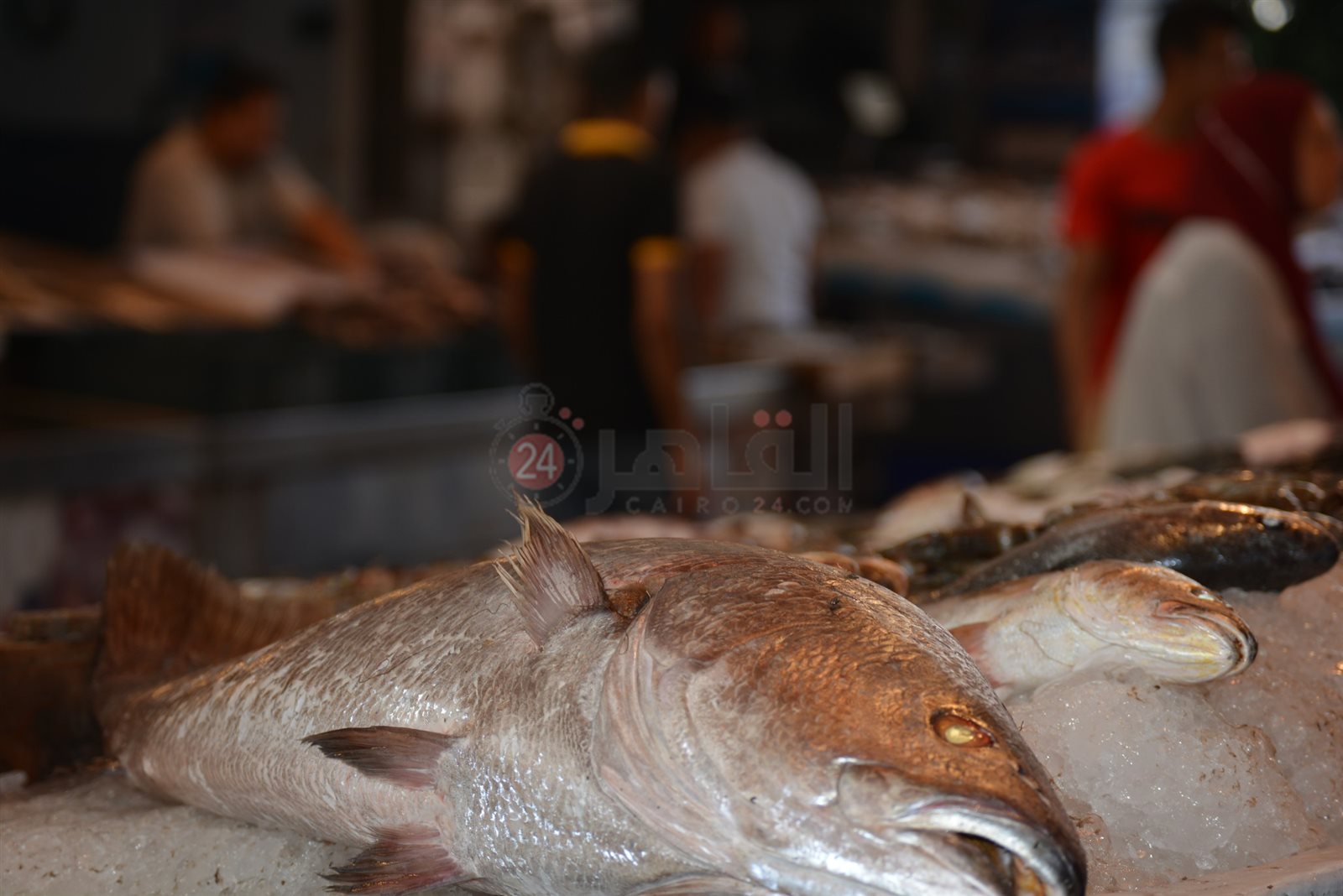 تنوع الأسماك 