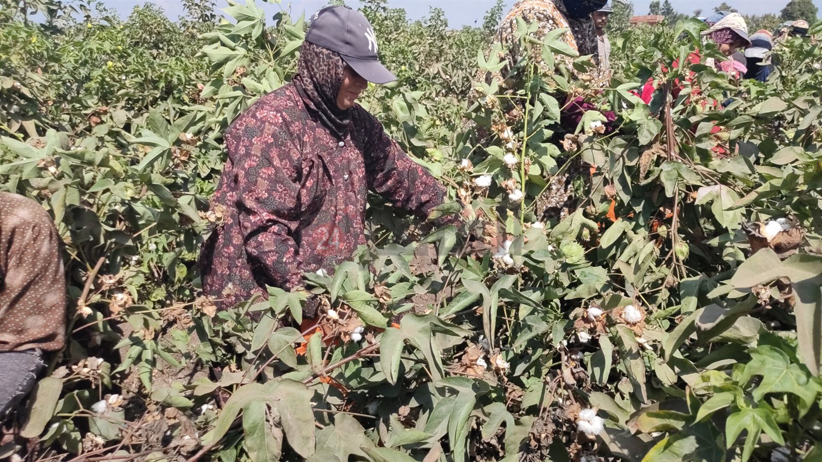 موسم جني القطن بالشرقية 03