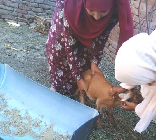 حملة لتحصين الأغنام ضد مرض الطاعون بالشرقية 04