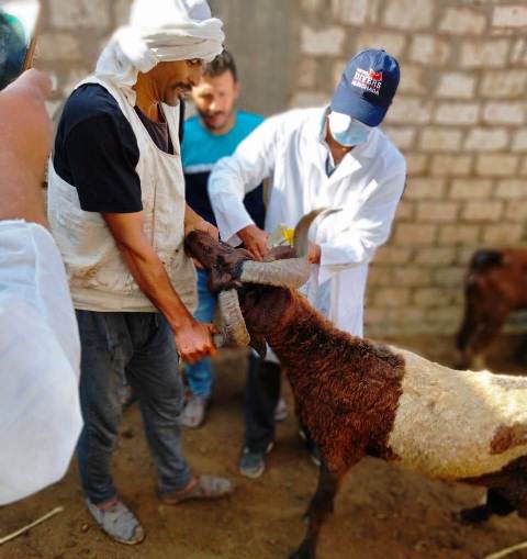 حملة لتحصين الأغنام ضد مرض الطاعون بالشرقية 05