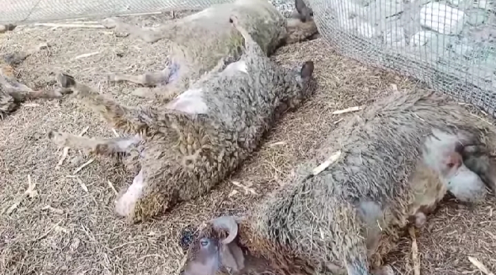 IMG_٢٠٢١٠٩٢١_١١٥٥١٩