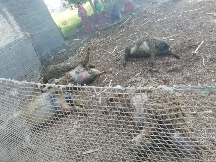 FB_IMG_1632216411623