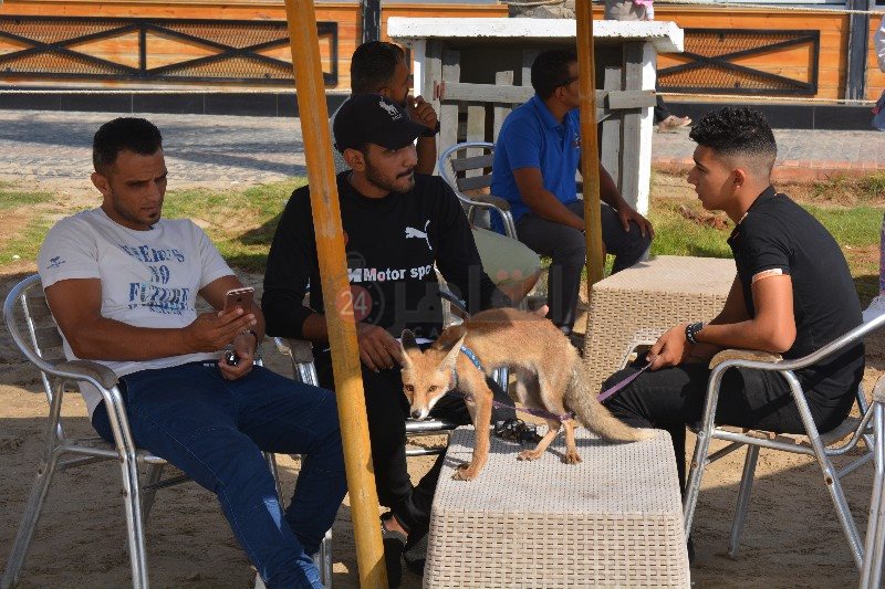 مشاركة الشباب بالثعالب 