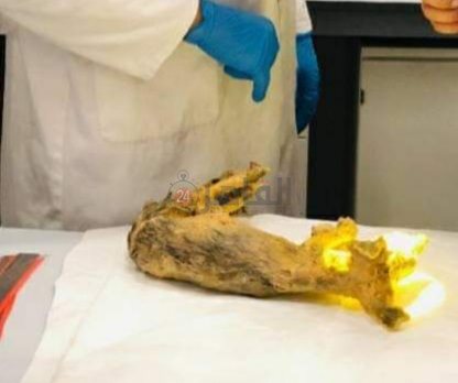 تحنيط ثعلب على طريقة الفراعنة (3)