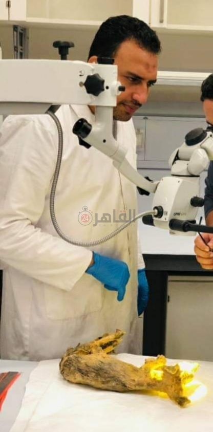 تحنيط ثعلب على طريقة الفراعنة (1)