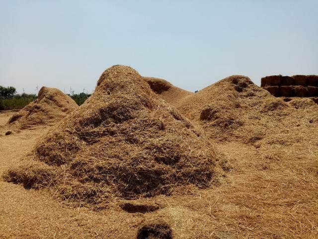 كبس قش الأرز بموسم حصاد المحصول بالشرقية 03