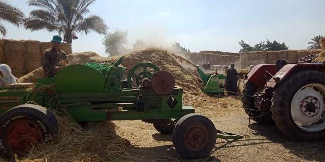 كبس قش الأرز بموسم حصاد المحصول بالشرقية 01