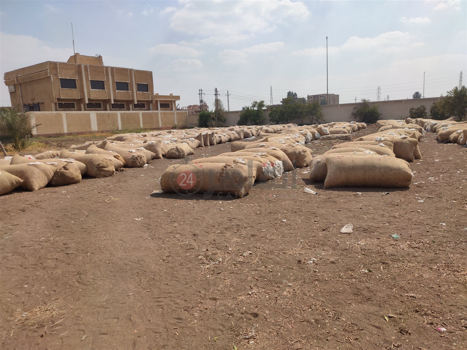 محصول القطن المعروض في المزاد 06