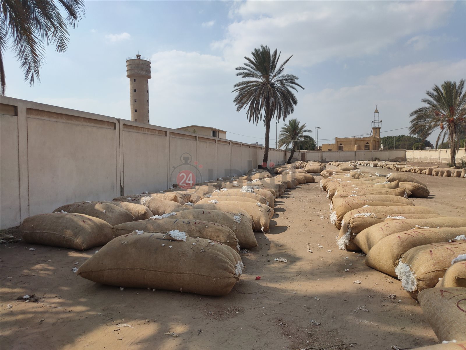 محصول القطن المعروض في المزاد 04