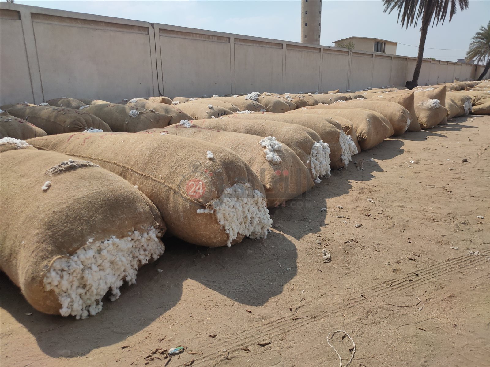 محصول القطن المعروض في المزاد 01