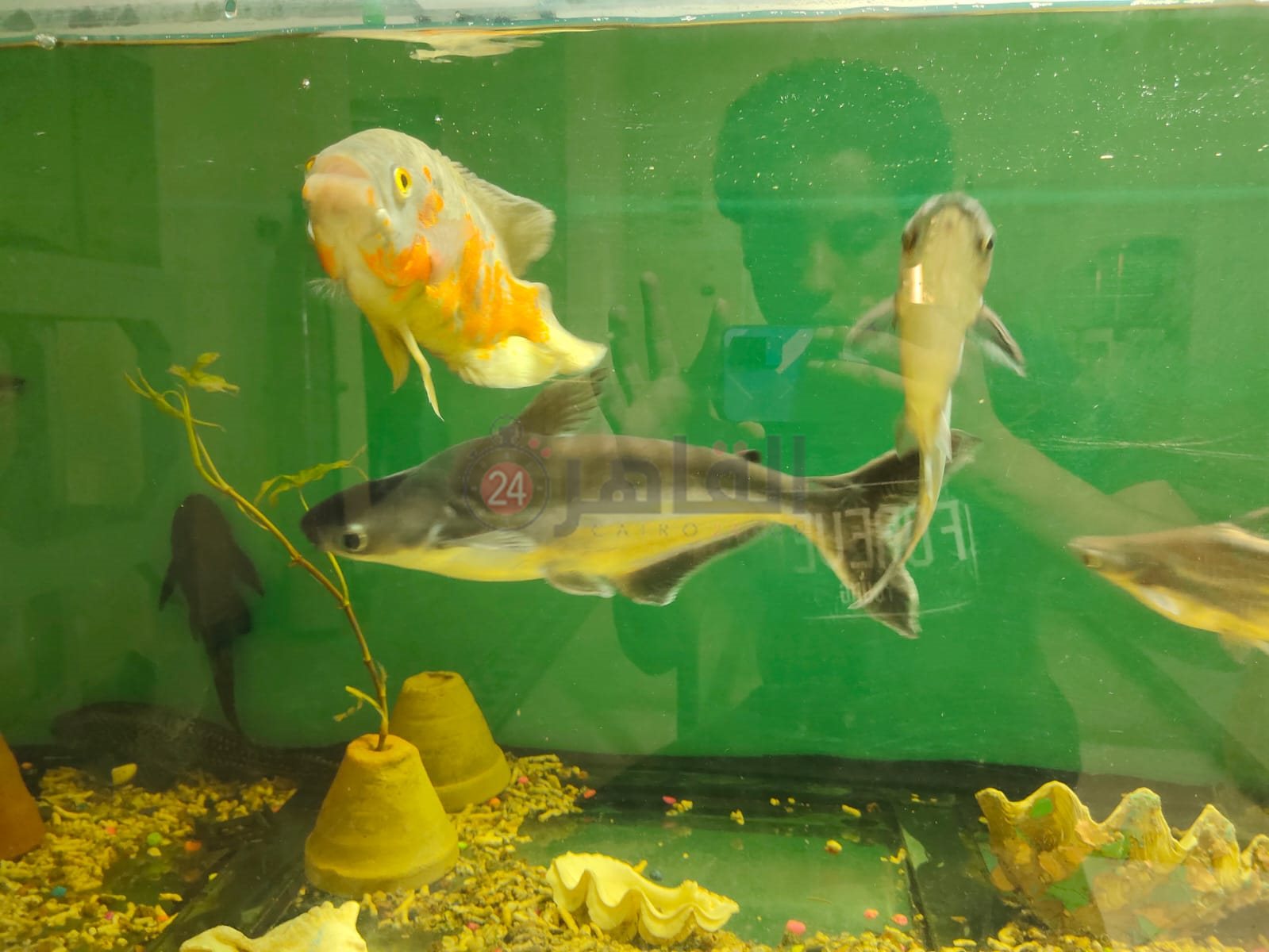 حديقة الأسماك