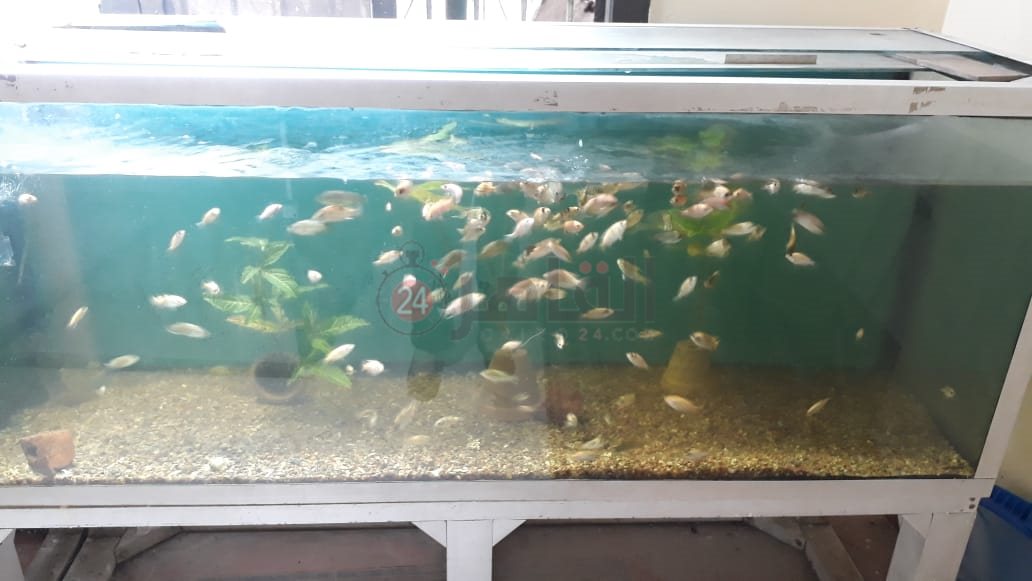 حديقة الأسماك