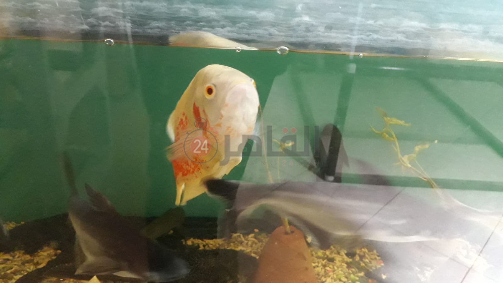 حديقة الأسماك