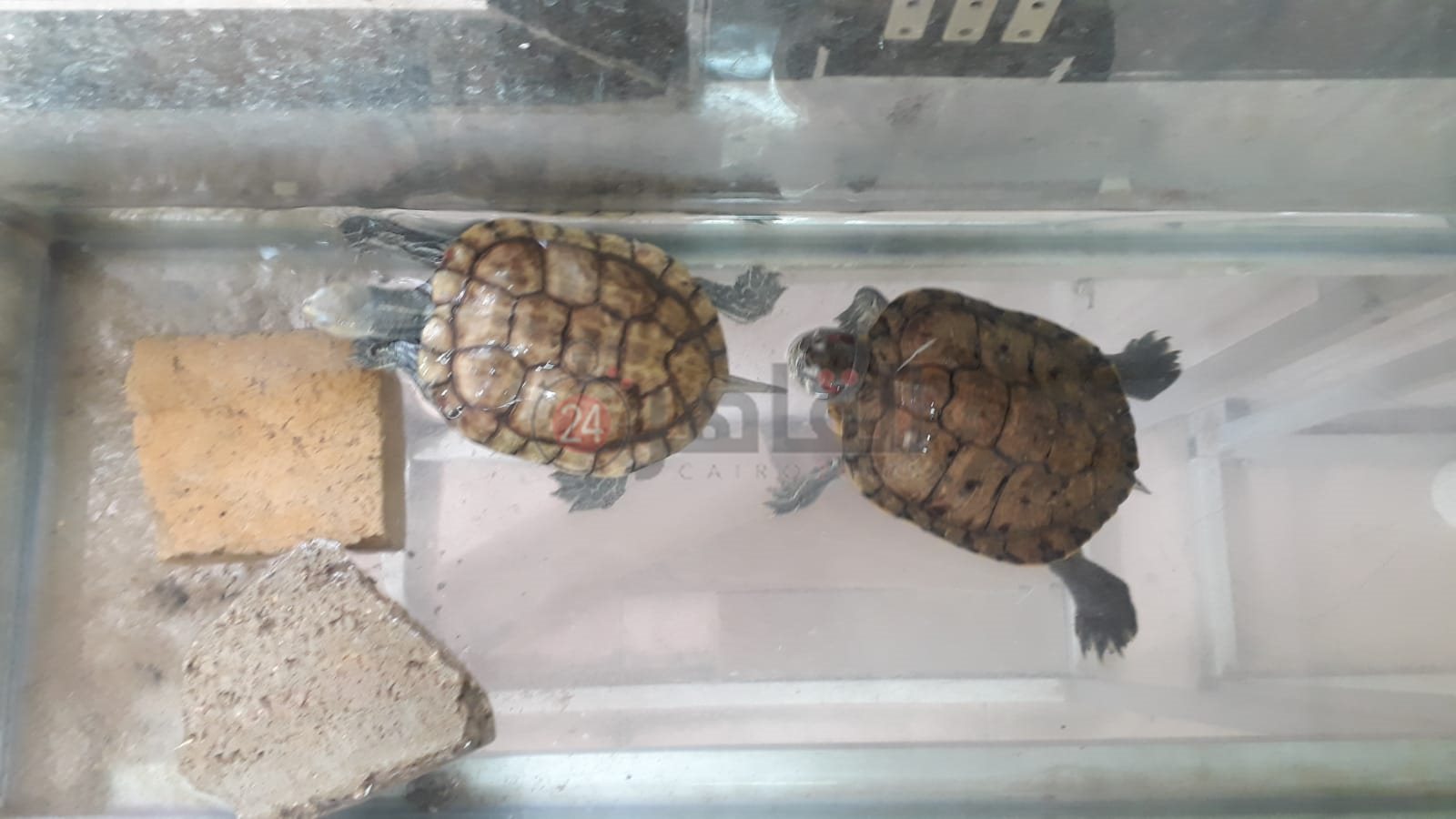 حديقة الأسماك