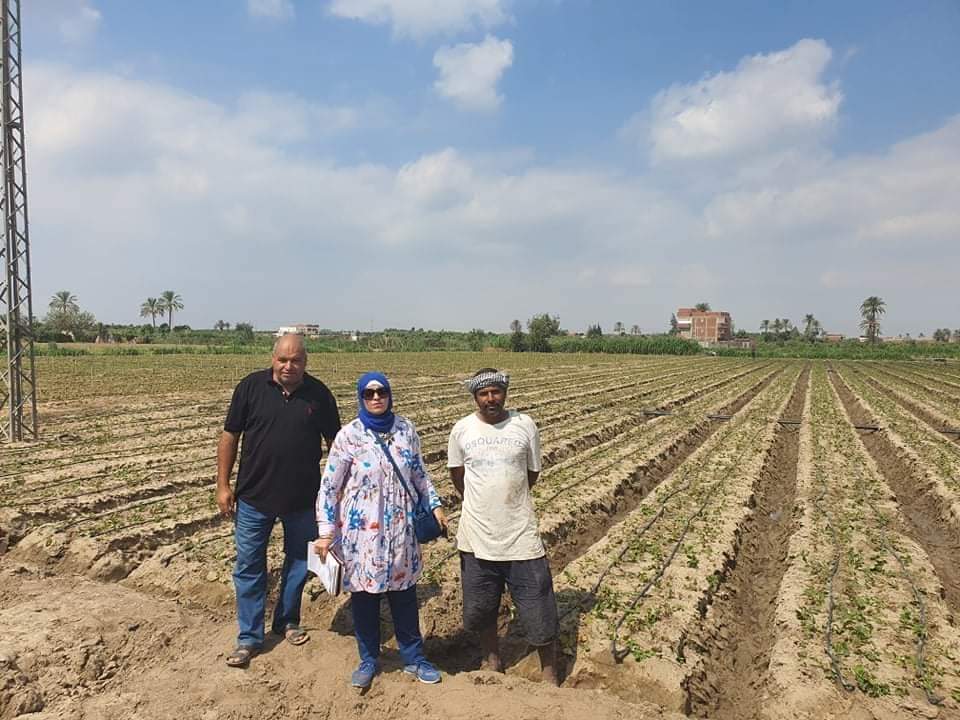 مشاكل مزارعي الفراولة