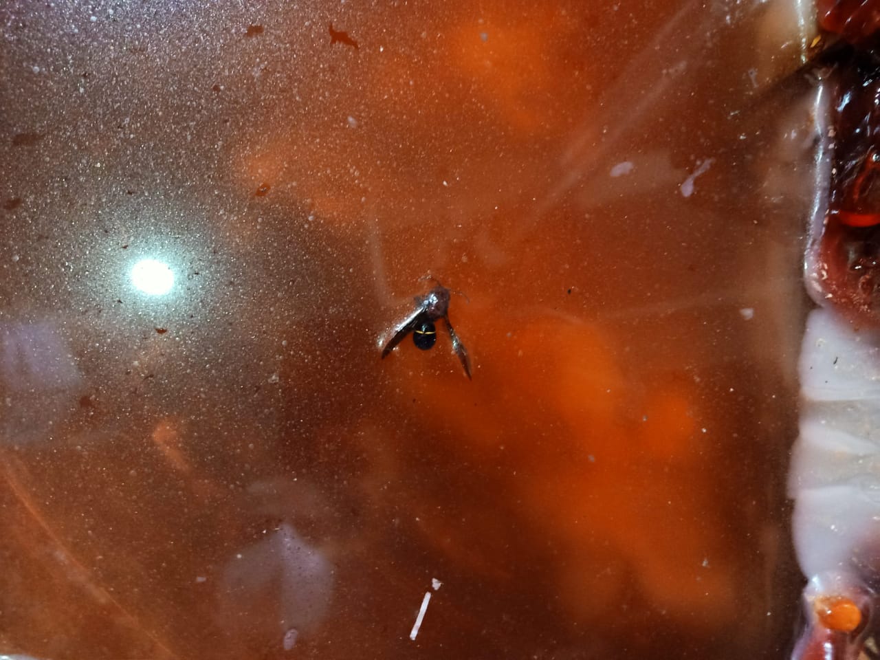 حشرات في حلوى المولد بالشرقية 01