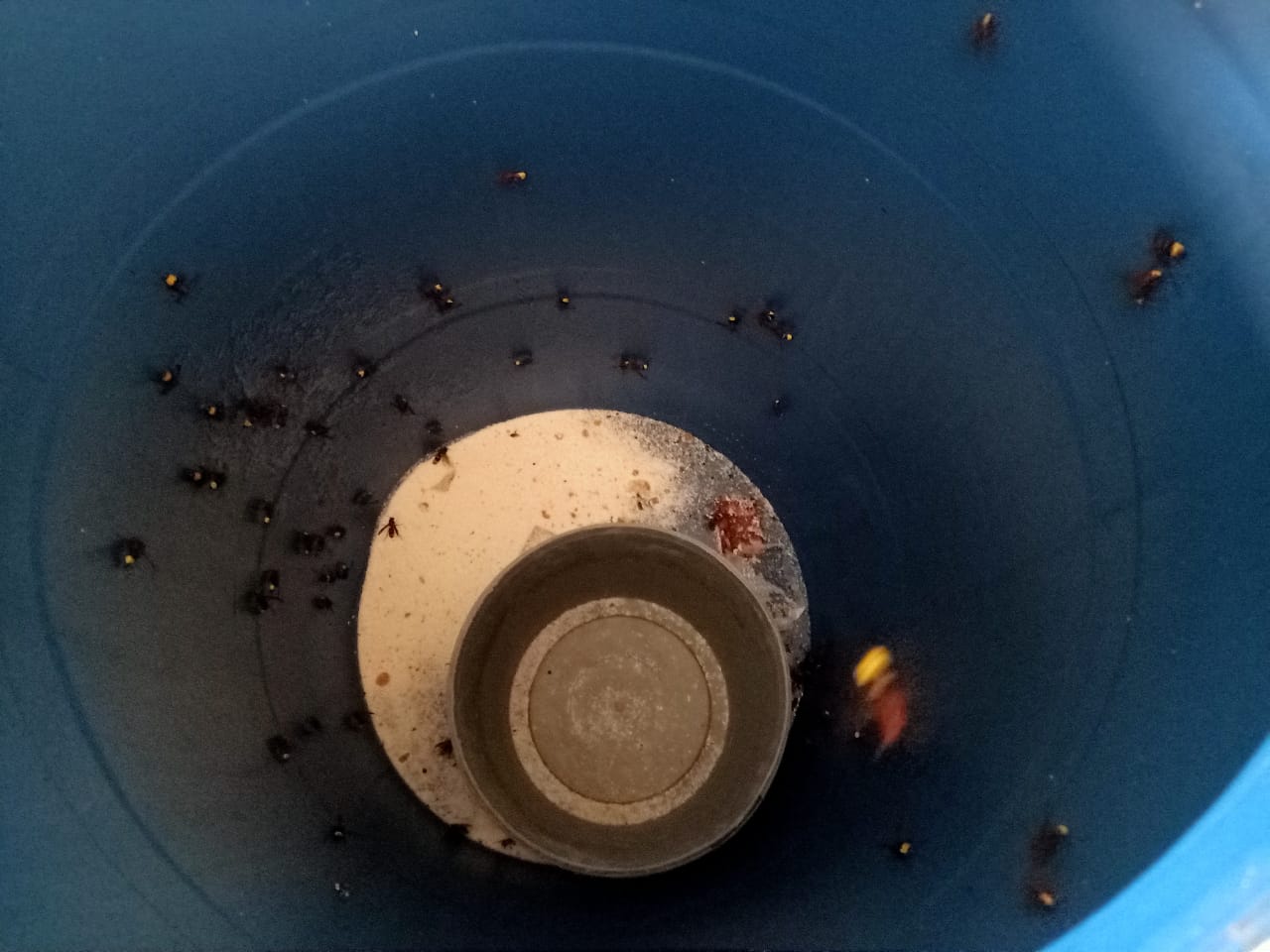 حشرات في حلوى المولد بالشرقية 02