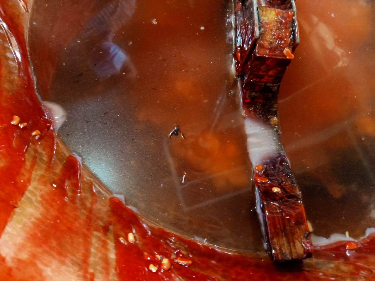 حشرات في حلوى المولد بالشرقية 03