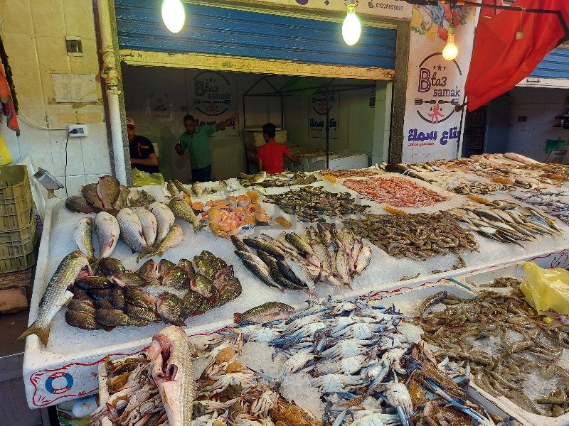 تنوع واختلاف الأسماك ببورسعيد 