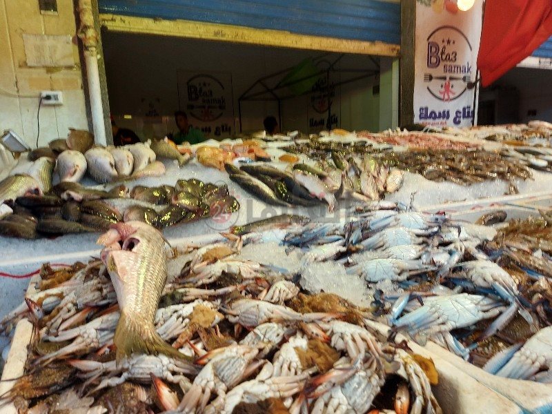 بداية موسم البطارخ ببورسعيد 