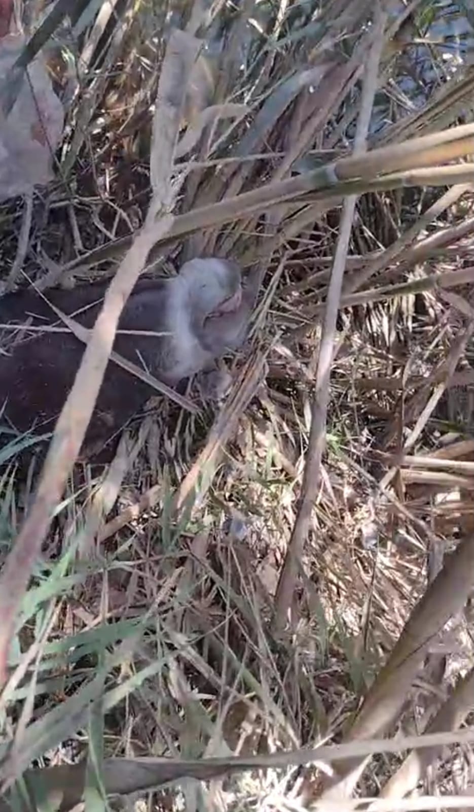 العثور على حمار مذبوح وسط الزراعات بالشرقية 