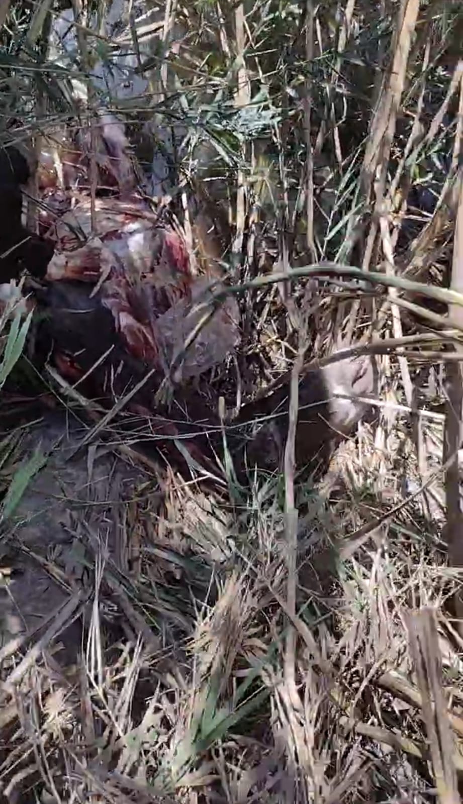 العثور على حمار مذبوح وسط الزراعات بالشرقية