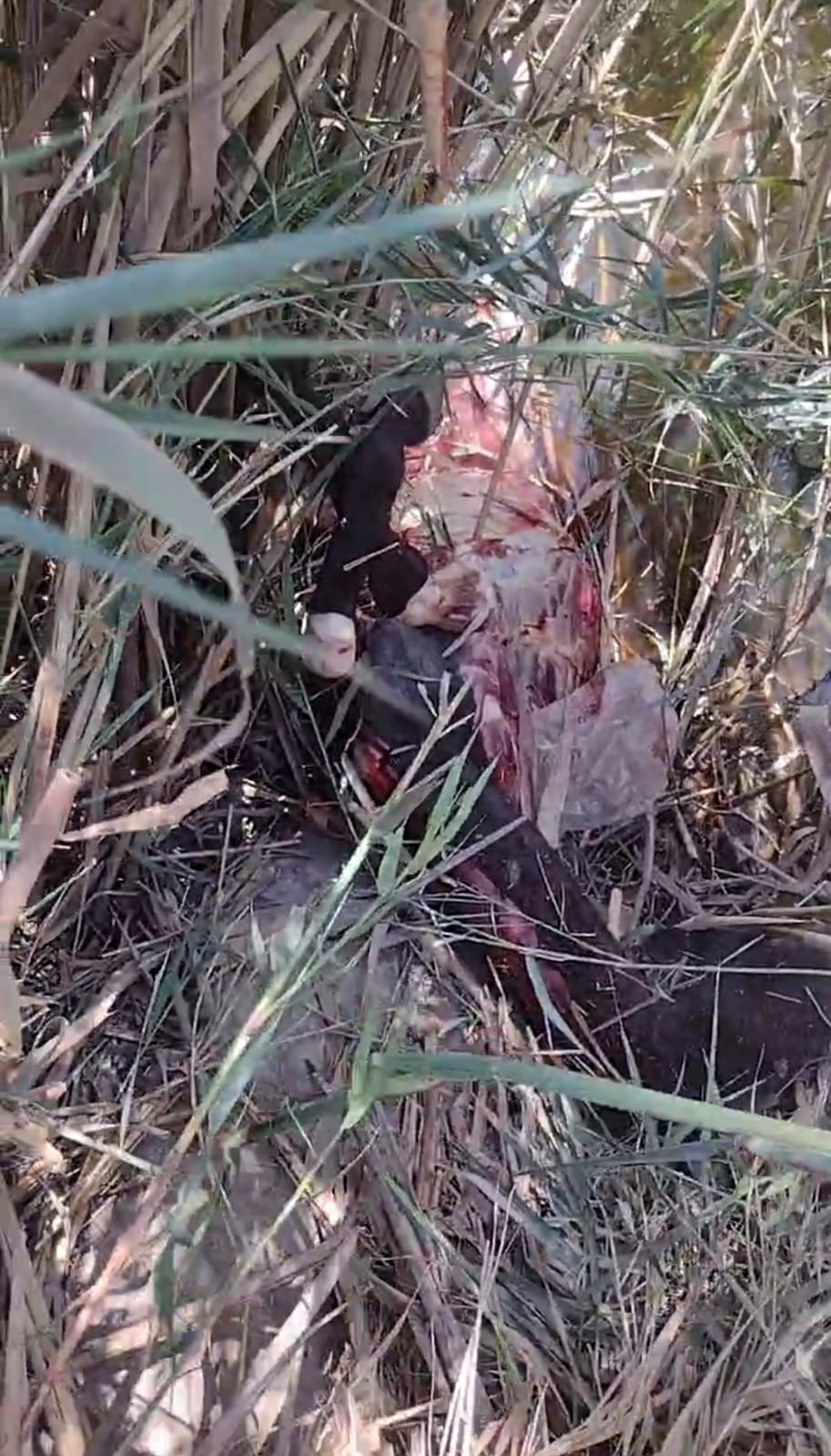 العثور على حمار مذبوح وسط الزراعات بالشرقية