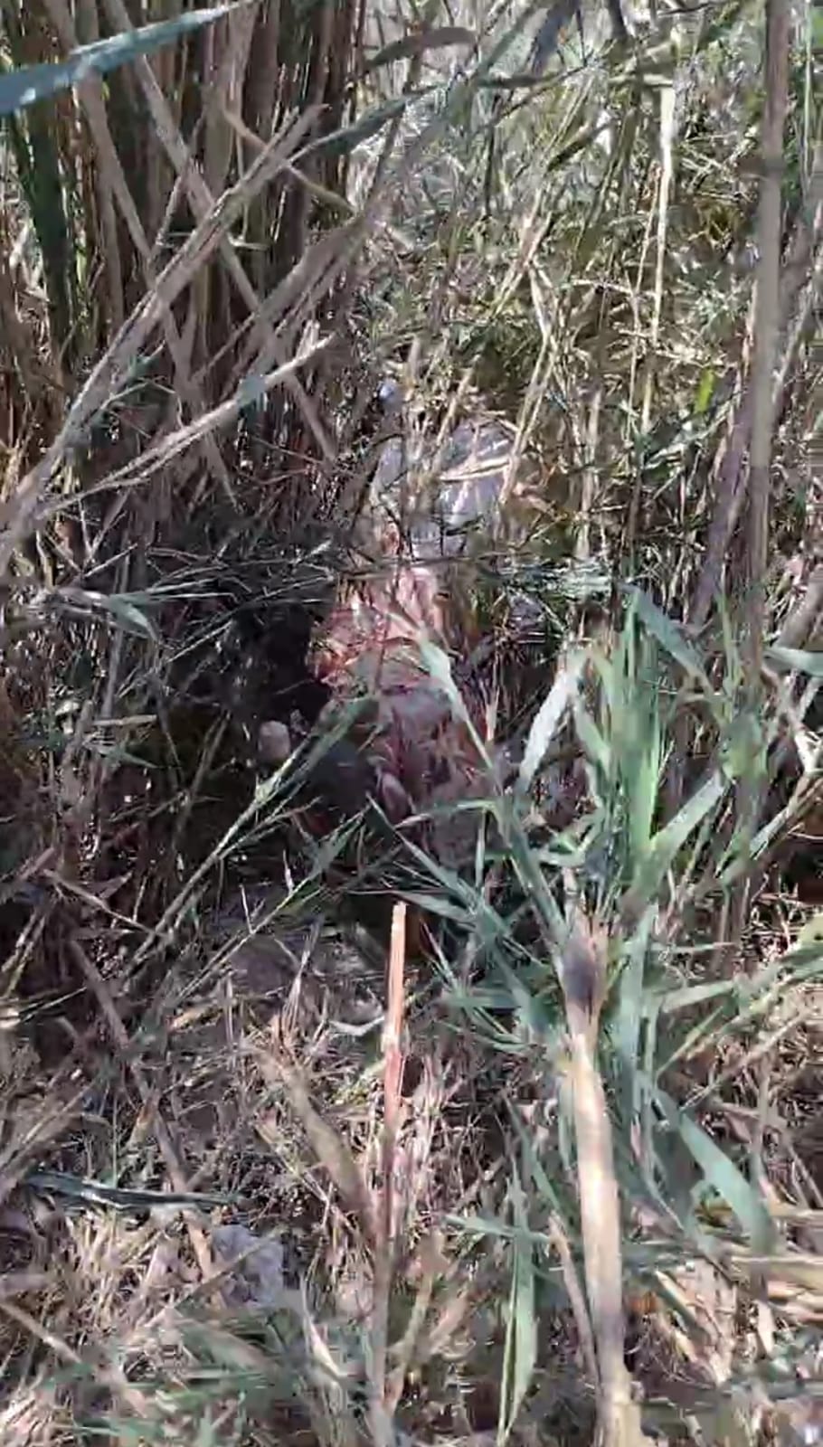 العثور على حمار مذبوح وسط الزراعات بالشرقية