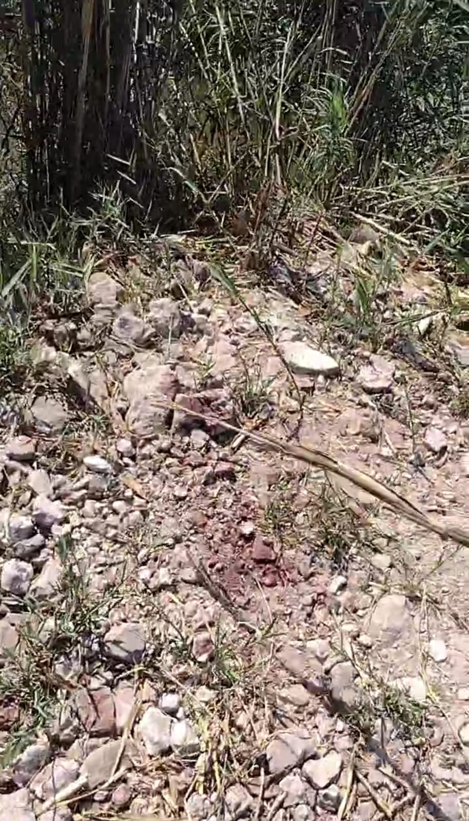 العثور على حمار مذبوح وسط الزراعات بالشرقية