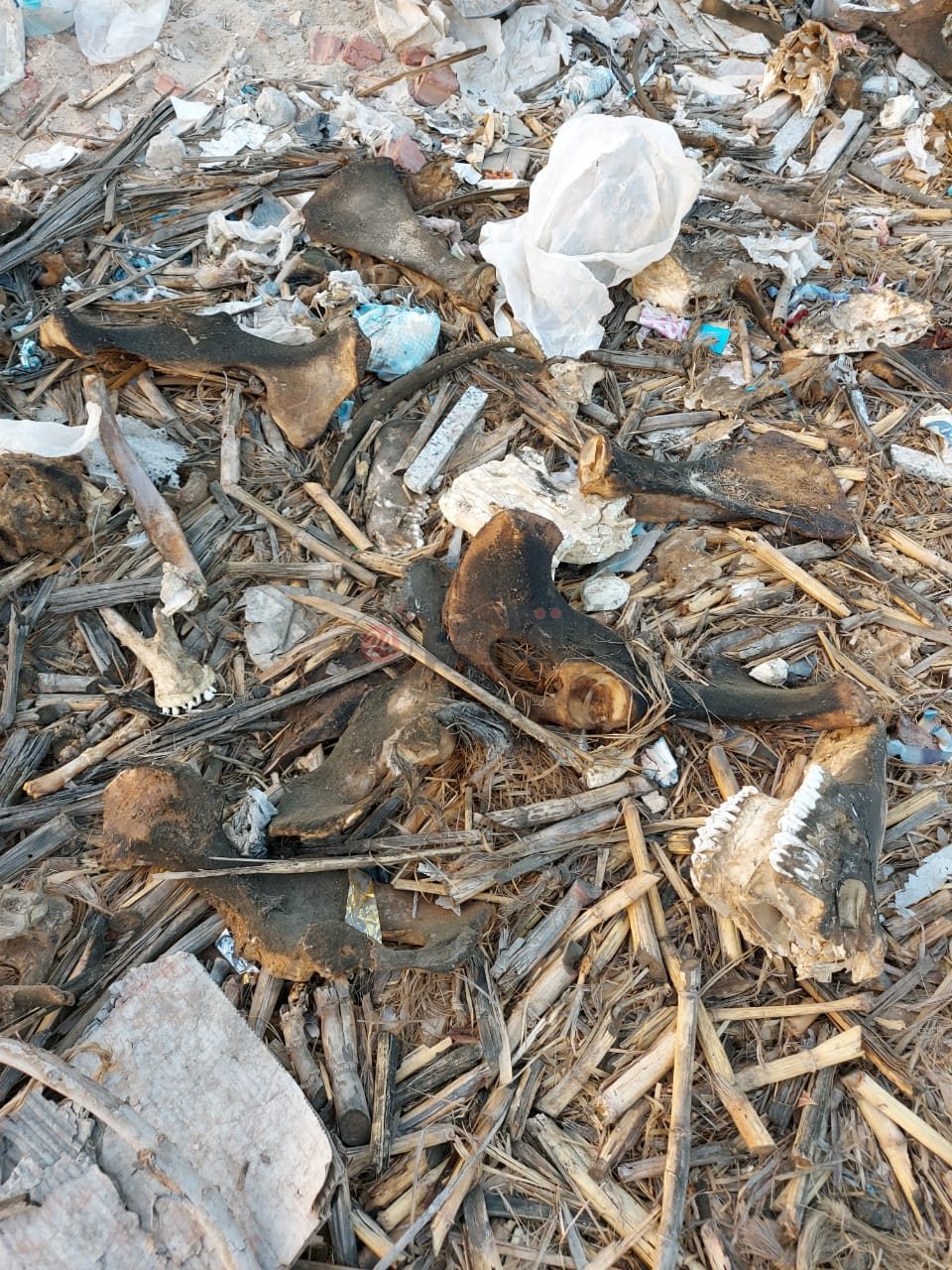 العثور على أجزاء من حمار في القمامة بالعاشر من رمضان 03