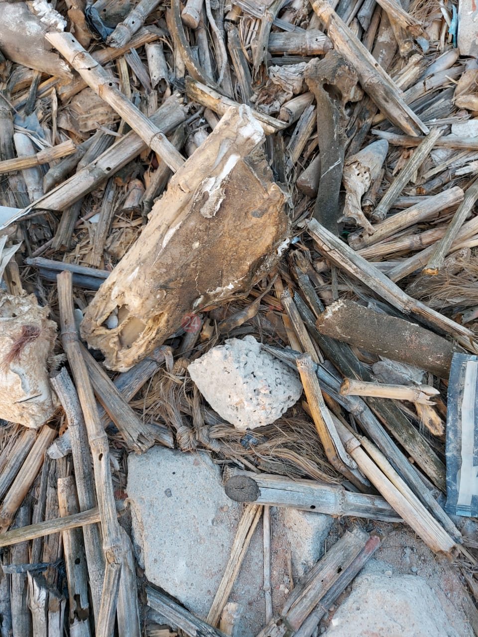 العثور على أجزاء من حمار في القمامة بالعاشر من رمضان 05