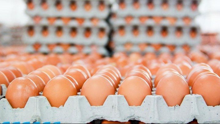 سعر طبق البيض اليوم