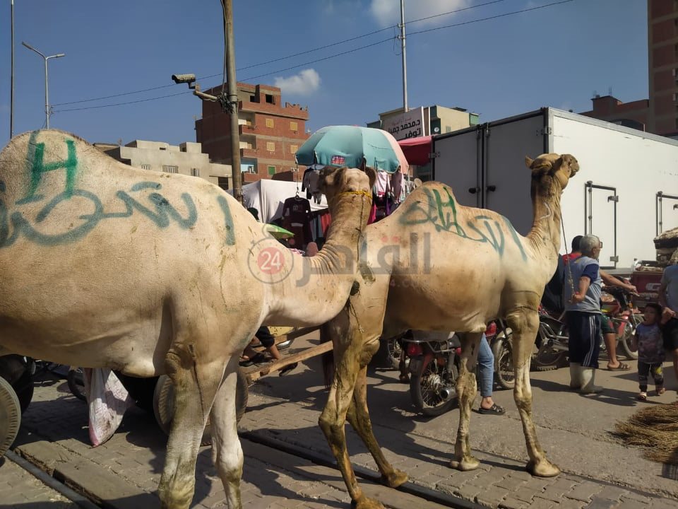 واقعة مزلقان طوخ