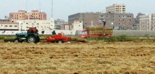 تجميع وكبس قش الأرز بالشرقية