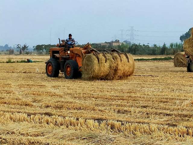 جمع وكبس قش الأرز بالشرقية