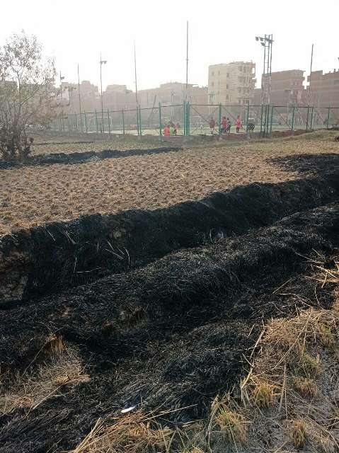 حرق قش الأرز بالشرقية
