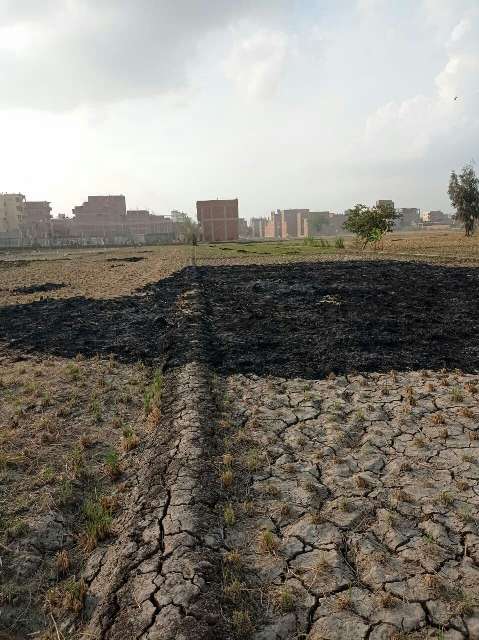 حرق قش الأرز بالشرقية 