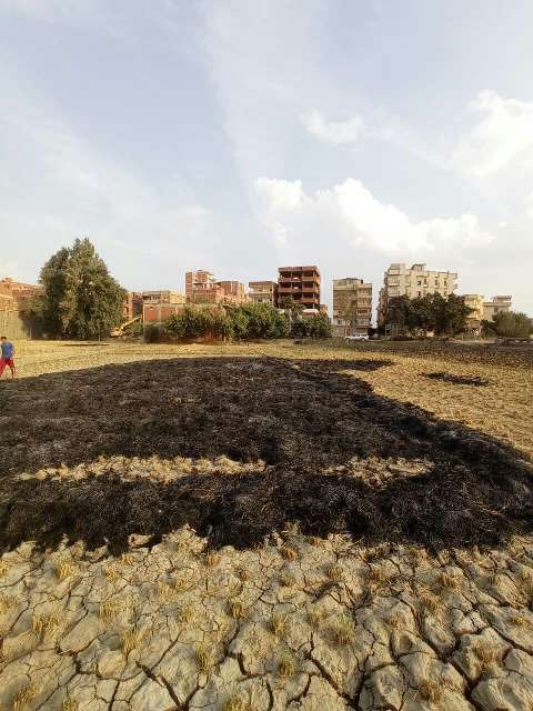 حرق قش الأرز بالشرقية 