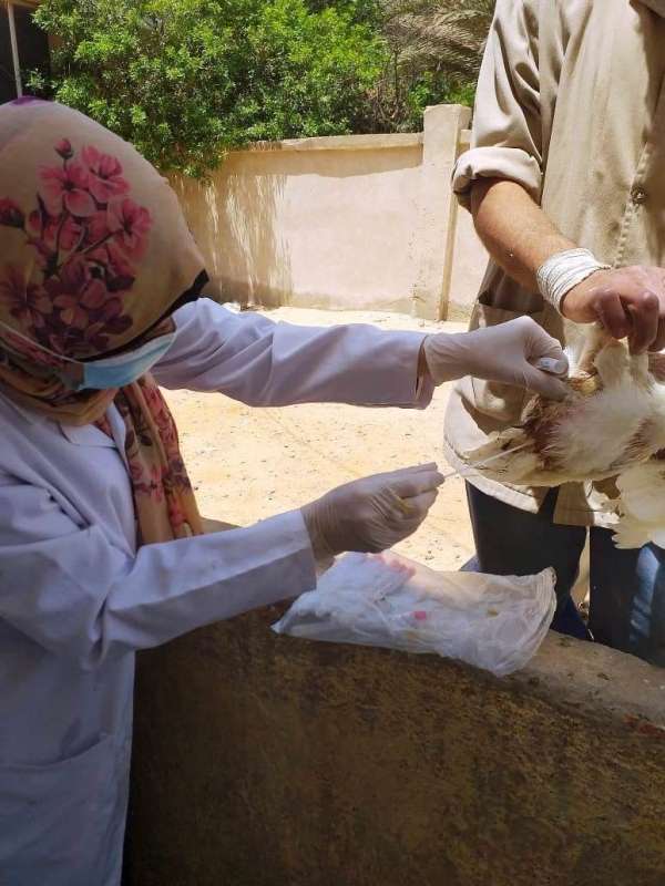 حملة لـ تحصين الطيور بالشرقية ضد الأنفلونزا 