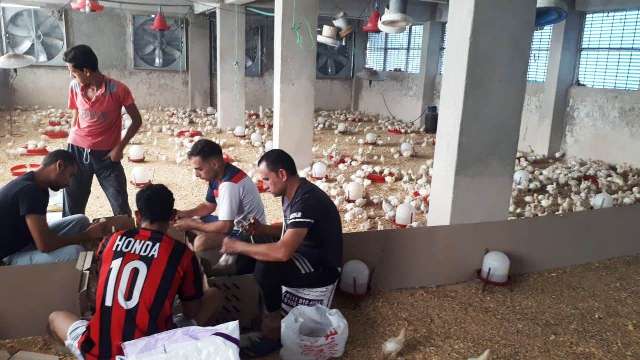 حملة لـ تحصين الطيور بالشرقية ضد الأنفلونزا