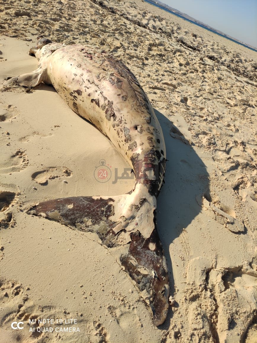 أول صور لعروس البحر الأحمر النافقة 