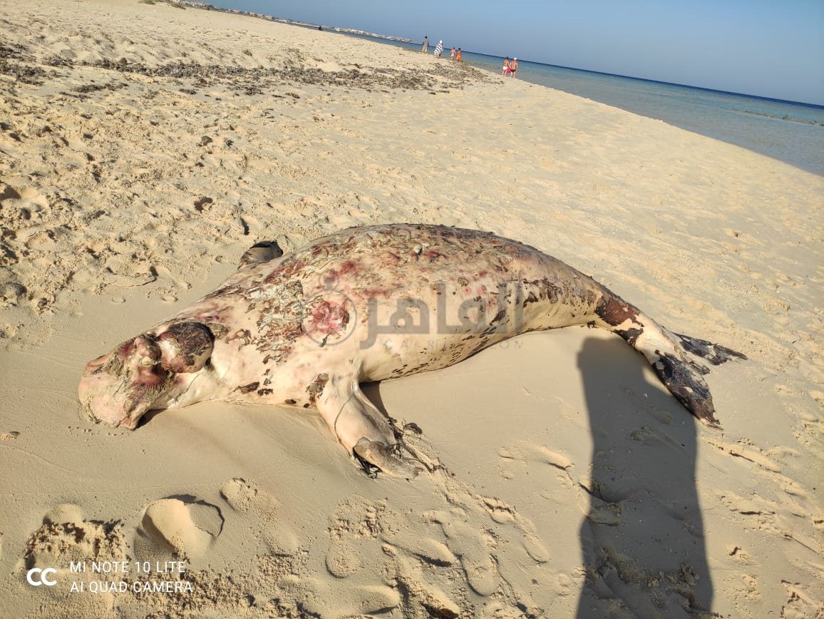 أول صور لعروس البحر الأحمر النافقة 