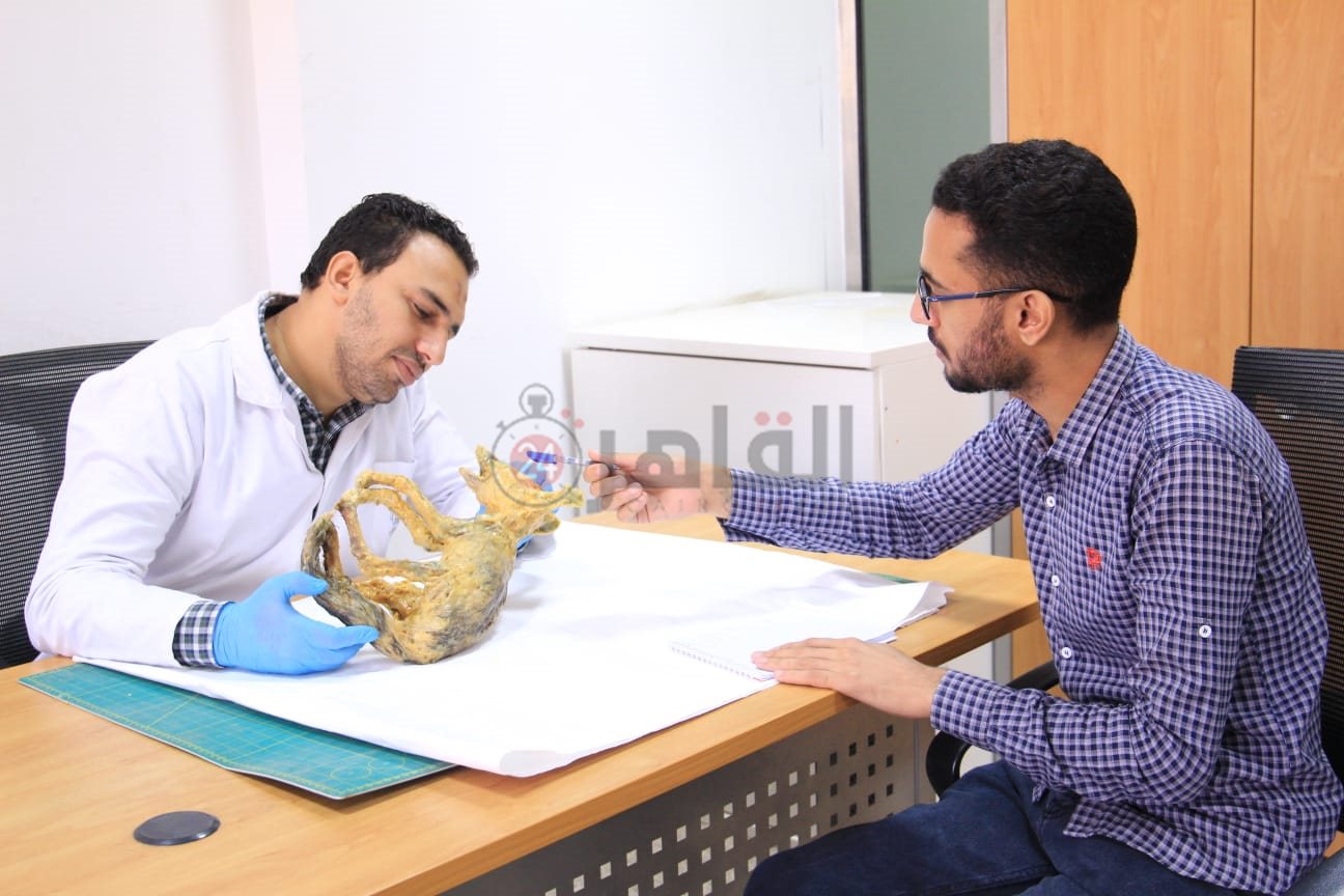 محرر القاهرة 24 ومدير مخزن المومياوات 