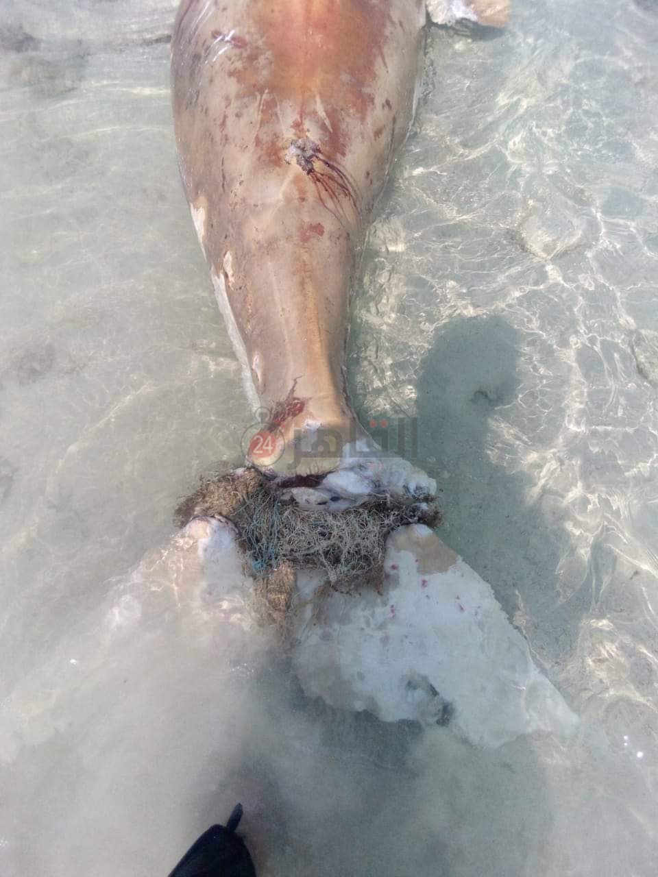 نفوق عروس بحر جديدة