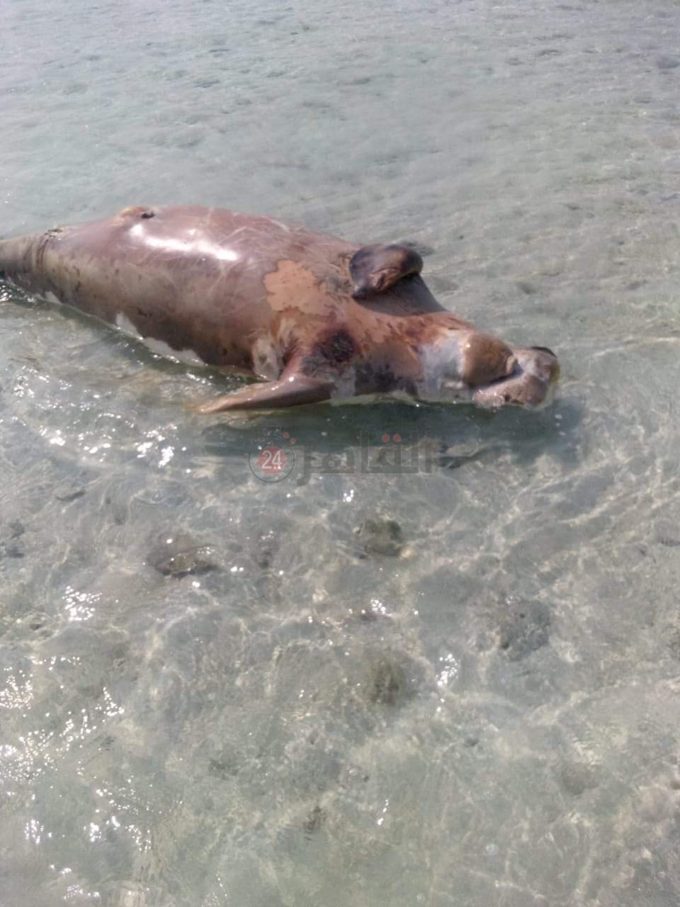 نفوق عروس بحر جديدة