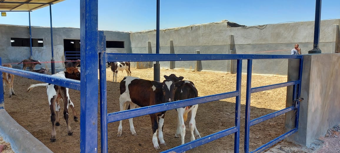 مشروع تربية البتلو في الإسكندرية 