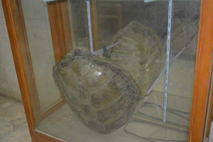 متحف علوم الحيوان بجامعة الأزهر بأسيوط 