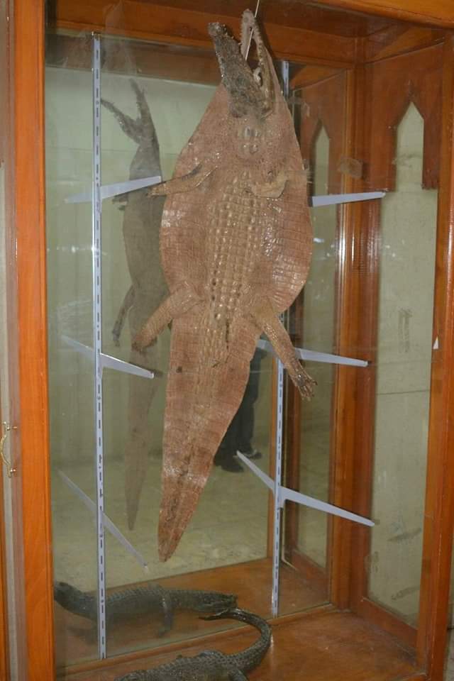 متحف علوم الحيوان بجامعة الأزهر بأسيوط 