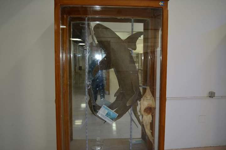 متحف علوم الحيوان بجامعة الأزهر بأسيوط 